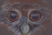 Owl Eyes